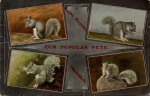 Squirrels Our Popular Pets Eaton Rapids Michigan 1915