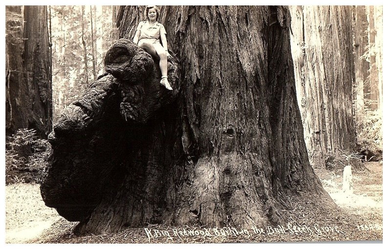 RPPC Postcard Woman Sitting on a Redwood Tree California Redwoods