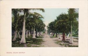 Florida Royal Palm Avenue 1910