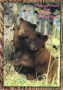 Hugs and Kisses from Two Bear Cubs Yellowstone National Park 4 by 6