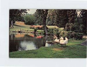 Postcard Swans At Cranbrook, Bloomfield Hills, Michigan