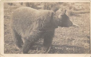 Woof Woof Bear Writing on back real photo