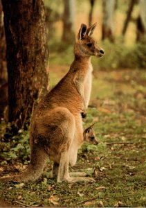 Australia The Great Kangaroo