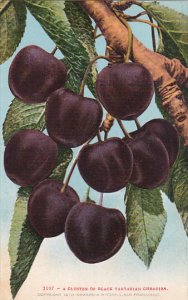Cluster Of Tartarian Cherries Fruit by Edward Mitchell