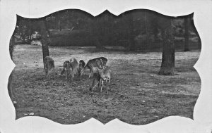 HERD OF DEER WITH VELVET ANTLER BUCK-UNIQUE WINDOW~1910s REAL PHOTO POSTCARD