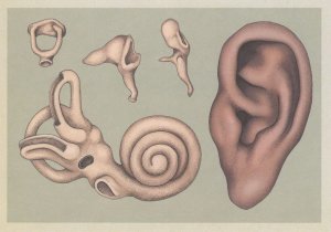 Human Ear Stirrup Anvil Hammer Pinna Cochlea Canals Postcard