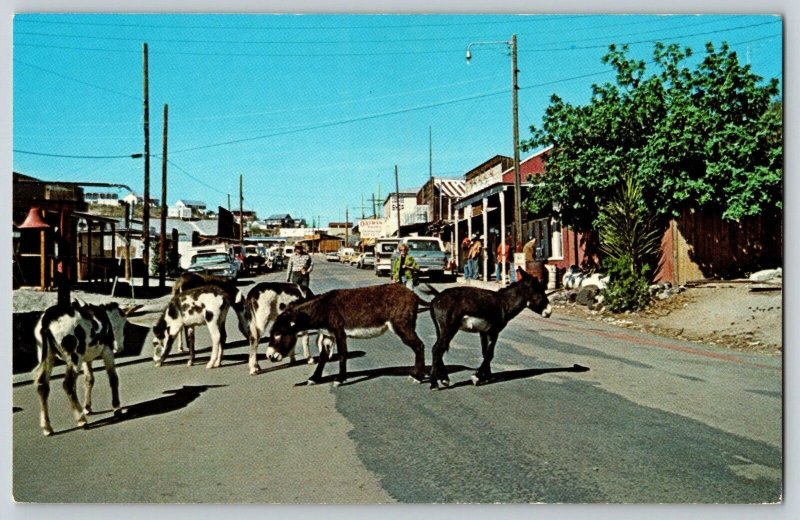 Postcard Feed the Wild Burros - Oatman Arizona