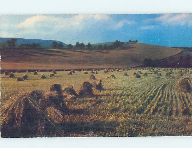 Pre-1980 WHEAT HARVEST Idaho Falls Idaho ID AD6149