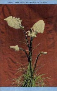 Bear Grass - Misc, Montana MT  