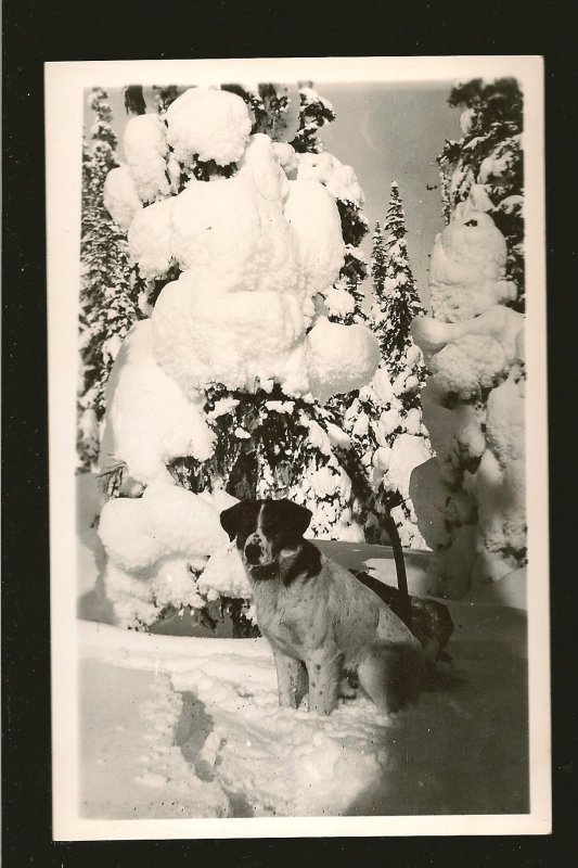 Vintage Saint Bernard Dog in Winter Made in Canada Real Photo Postcard