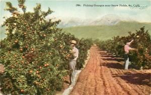 CA, Southern California, Picking Oranges near Snow Fields, Julius J. Hecht 1906