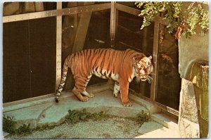 Postcard - Siberian Tiger - Milwaukee County Zoo - Milwaukee, Wisconsin
