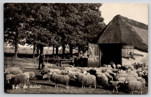 Netherlands Sheep at Barn with Herder and Dog RPPC Postcard M34