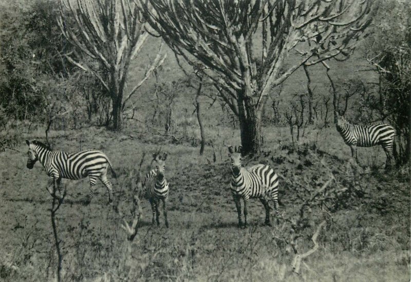 Postcard Animals parc national de la kagera zebres dans la plaine uruwita ruanda