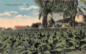 CLINTON, WI Wisconsin  TOBACCO PATCH~BARNS  Farming/Agriculture ROCK CO Postcard