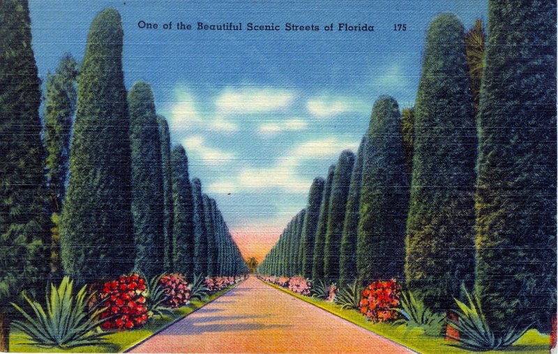 [ Linen ] US Florida - Beautful Scenic Streets Of Florida