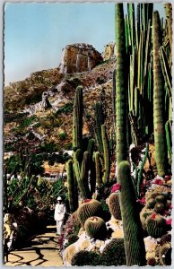 Le Jardin Exotique De Monaco Cereus Pilocereus Et Echinocactus Divers Postcard