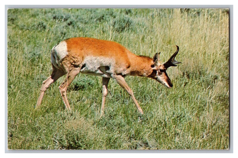 Antelope Wyoming Postcard