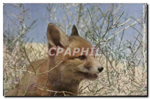 Postcard Old Fox of Libya Sands