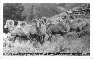 1940s Rare Photo Wild Mountain Sheep Sawtooth Idaho RPPC Photo Postcard 3346