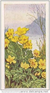 Glengettie Trade Card Wild Flowers No 20 Marsh Marigold