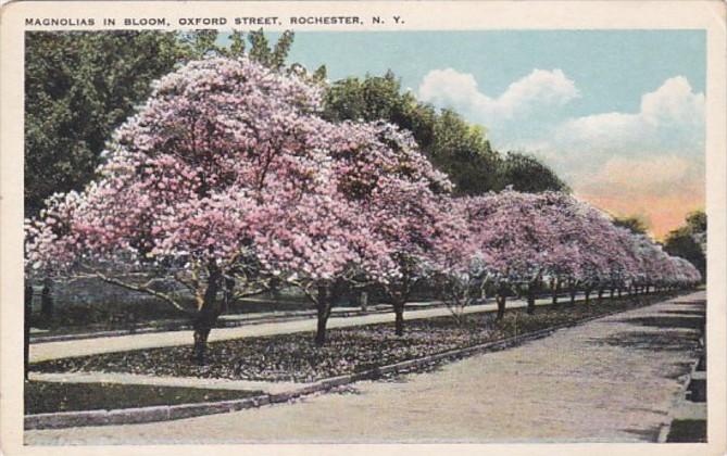 New York Rochester Magnolias In Bloom Oxford Street