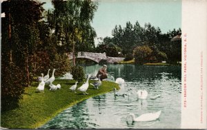 Beacon Hill Park Victoria BC British Columbia Swans Birds Mitchell Postcard H12