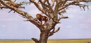 Kampala Lion on Tree Uganda Unique Widescreen Old Africa Postcard