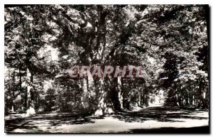 Postcard Old Champrosay S & O Prior Chene en Foret