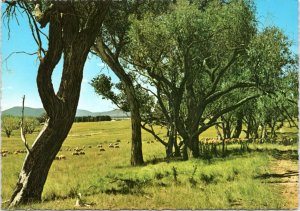 Postcard Australian Country Scene