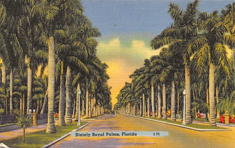 Stately Royal Palms Florida, USA 1957 