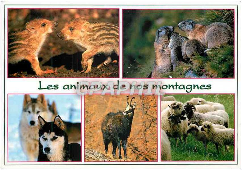 Modern Postcard The animals of our mountains Marcassins Marottes Huskys Chamo...