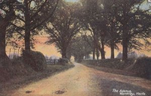 Wormley The Avenue  Hertfordshire Antique Postcard