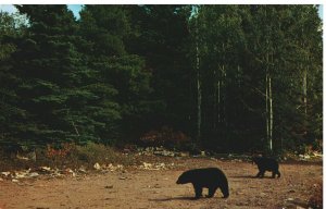 VINTAGE POSTCARD BLACK BEAR IN COPPER COUNTRY UPPER PENINSULA MICHIGAN