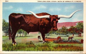 Texas A Texas Longhorn Steer Width Of Horns 9 Feet 6 Inches 1949 Curteich