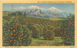 Typical Orange Grove Southern California, Mountains 1943 LInen Postcard WAR BOND