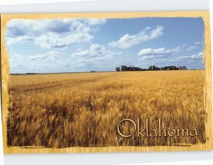 Postcard Wheat Crop Grown in Oklahoma USA