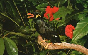 Vintage Postcard Jungle Jim The Talking Mynah Bird At Sarasota Jungle Gardens