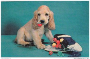 Bad Boy Cocker Spaniel Eating Cherries from Basket