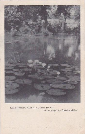 Lily Pond Washington Park Chicago Illinois