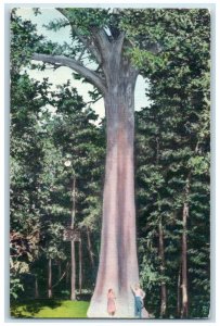 c1940 Big Cypress Tree Meeting Place Indian Council Broken Bow Oklahoma Postcard