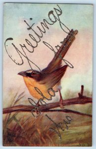 Iola Wisconsin Postcard Greetings Glitter Yellow Breasted Chat Bird 1910 Vintage