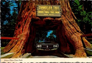 California Redwood Highway Chandelier Tree Drive-Thru Tree