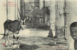 Djibouti Africa Animal Postcard; Oryx & Zebra in Stable, Écurie de Purs-Sang