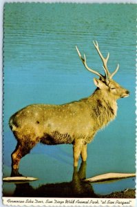 Postcard - Formosan Sika Deer, San Diego Wild Animal Park At San Pasqual - CA