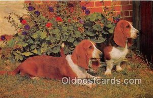 Basset Hounds Salmon Watercolour Dog Unused 