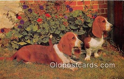 Basset Hounds Salmon Watercolour Dog Unused 