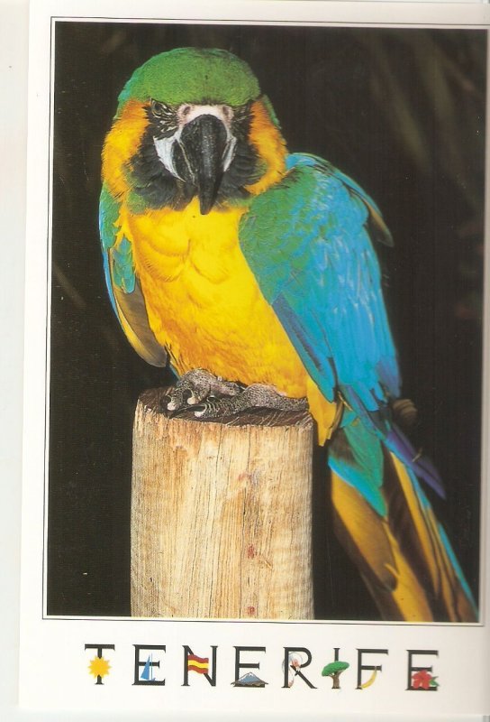 Animals. Birds. Papagayo. Parrot Modern Spanish  photo postcard. Size 15 x 10 c