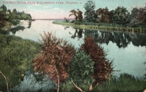 Toledo OH-Ohio, 1908 Maumee River near Walbridge Park Nature Vintage Postcard
