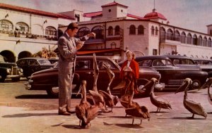 St. Petersburg, Florida - Feeding pelicans on Million Dollar Pier - in the 1950s